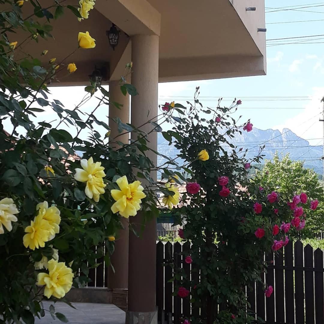 Casa Delia Hotel Călimăneşti Bagian luar foto